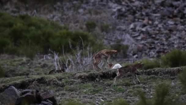 Mouflon Ilkbaharda Capcir Pyrenees Fransa — Stok video
