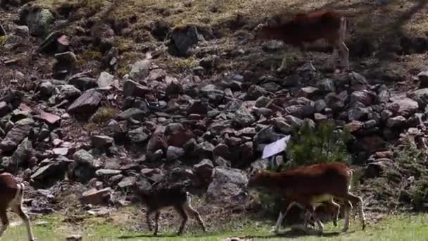 Mouflon Våren Capcir Pyrenéerna Frankrike — Stockvideo