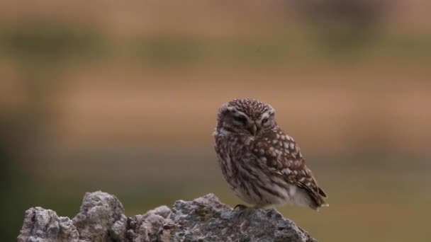 Маленькая Сова Athene Noctua Монгаи Ллейда Каталония Испания — стоковое видео