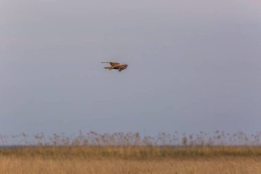 Aiguamolls De L 'Emporda Doğa Rezervi, İspanya' da Batı bataklık harkeri (Circus aeruginosus).