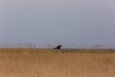 Aiguamolls De L 'Emporda Doğa Rezervi, İspanya' da Batı bataklık harkeri (Circus aeruginosus).