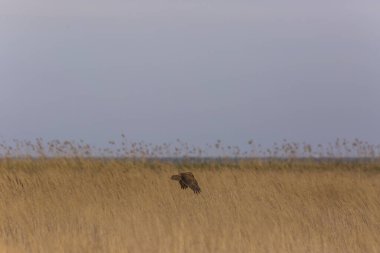 Aiguamolls De L 'Emporda Doğa Rezervi, İspanya' da Batı bataklık harkeri (Circus aeruginosus).
