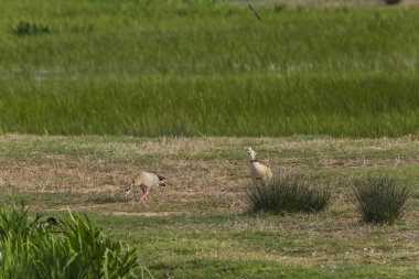 Aiguamolls De L 'Emporda Doğa Rezervi, İspanya.