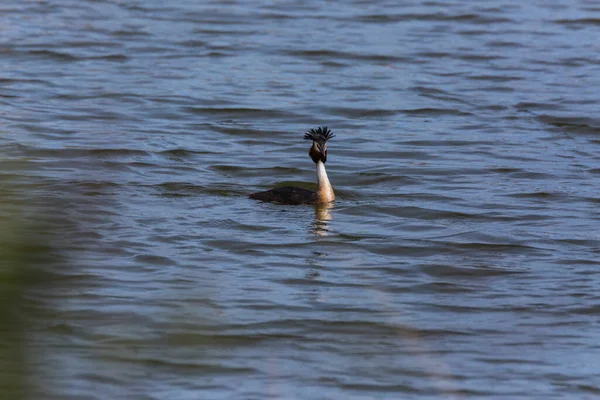 Большой Гребень Гриб Podiceps Cristatus Aiguamolls Emporda Заповедник Испания — стоковое фото