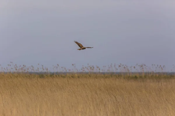 Západní Močálový Harrier Circus Aeruginosus Přírodní Rezervaci Aiguamolls Emporda Španělsko — Stock fotografie