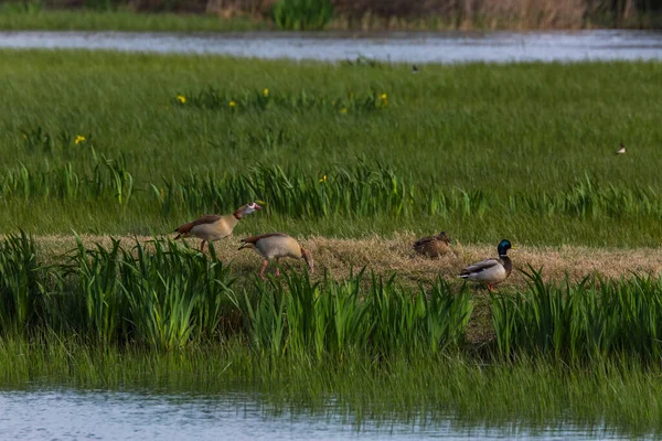 Oie Égyptienne Dans Réserve Naturelle Aiguamolls Emporda Espagne — Photo