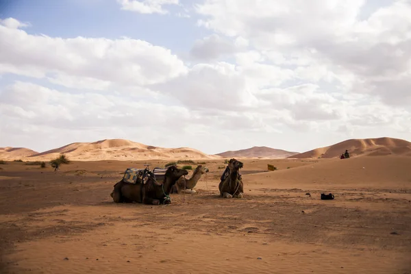 サハラ砂漠 モロッコのラクダと砂丘 — ストック写真
