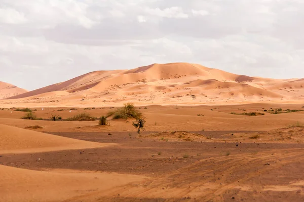 Suchy Krajobraz Wydmy Saharze Maroko — Zdjęcie stockowe