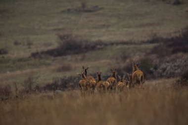 Geyikler ilkbaharda Capcir, Pireneler, Fransa 'da