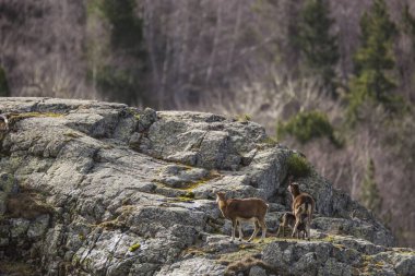 Mouflon ilkbaharda Capcir, Pyrenees, Fransa 'da