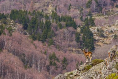 Mouflon ilkbaharda Capcir, Pyrenees, Fransa 'da