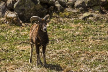 Mouflon ilkbaharda Capcir, Pyrenees, Fransa 'da