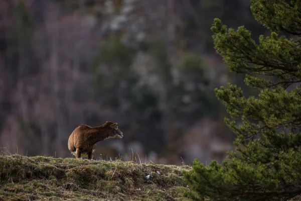 Mouflon Primavera Capcir Pirineos Francia —  Fotos de Stock