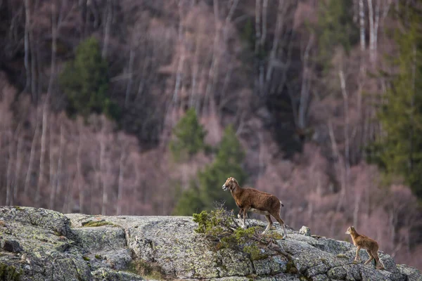 Mouflon Primavera Capcir Pirineos Francia —  Fotos de Stock