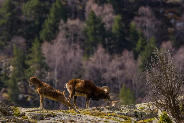 Mouflon Primavera Capcir Pirinéus Francia — Fotografia de Stock