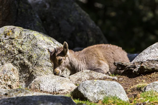 Fjällget Capra Pyrenaica Cerdagne Pyrenéerna Frankrike — Stockfoto