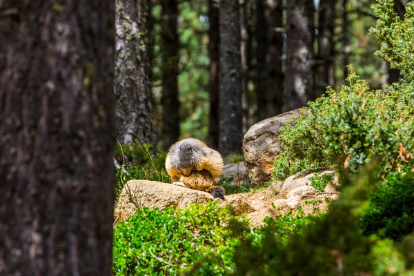 Marmot Murmeldjur Marmota Marmota Cerdagne Pyrenéerna Frankrike — Stockfoto