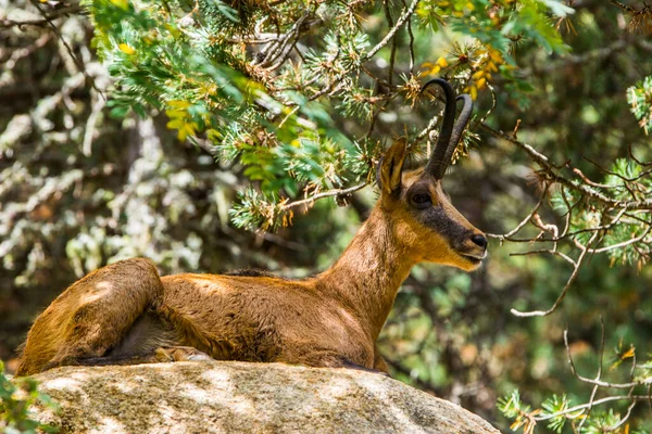 Cerdagne, Pyrenees, Fransa 'da Chamois (Rupicabra rupicabra).