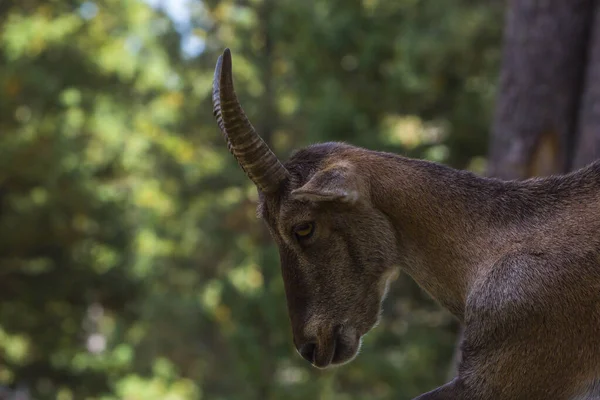 Mountain Goat Capra Pyrenaica Cerdagne Pyrenees France — Stock Photo, Image