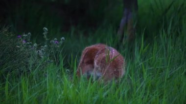 Aiguamolls De L 'Emporda Doğa Koruma Alanındaki Fallow geyiği, İspanya