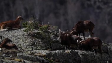 Mouflon ilkbaharda Capcir, Pyrenees, Fransa 'da