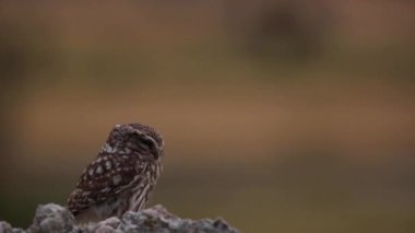 Küçük baykuş (Athene noctua) Montgai, Lleida, Katalonya, İspanya