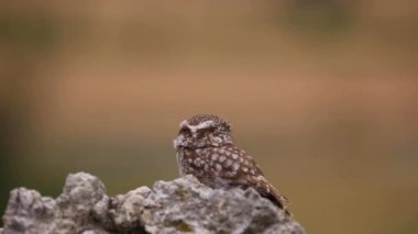 Küçük baykuş (Athene noctua) Montgai, Lleida, Katalonya, İspanya
