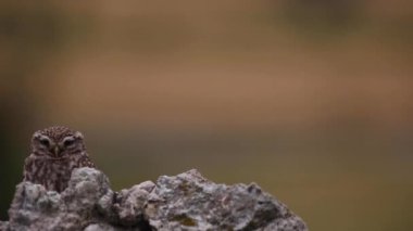 Küçük baykuş (Athene noctua) Montgai, Lleida, Katalonya, İspanya