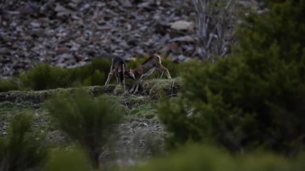Mouflon Spring Capcir Pyrenees France — Stock Video