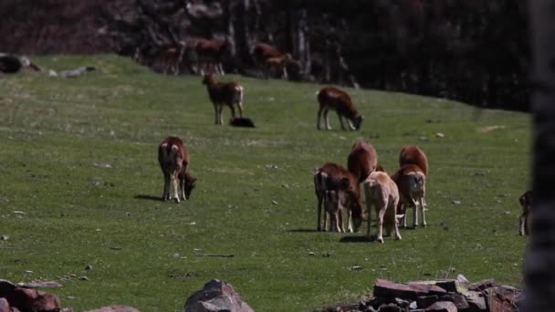 Mouflon Het Voorjaar Capcir Pyreneeën Frankrijk — Stockvideo