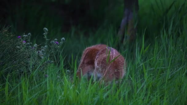 Fallow Deer Aiguamolls Emporda Nature Reserve Spain — Stock Video