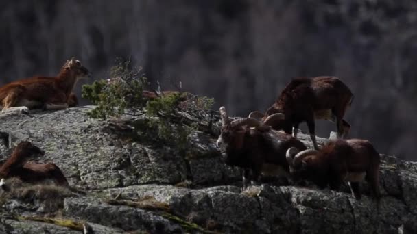 Mouflon Våren Capcir Pyrenéerna Frankrike — Stockvideo