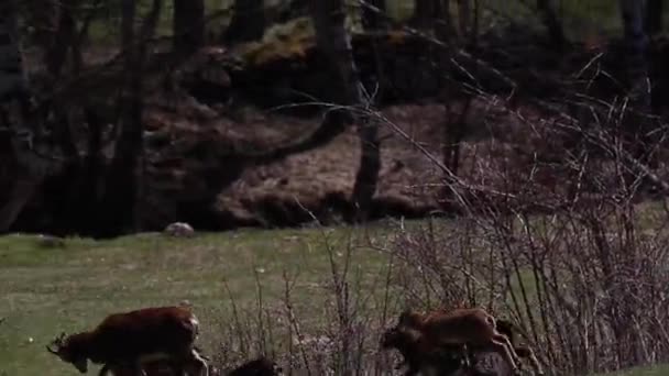 Mouflon Het Voorjaar Capcir Pyreneeën Frankrijk — Stockvideo
