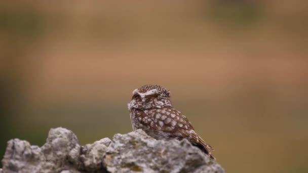 Petite Chouette Athene Noctua Montgai Lleida Catalogne Espagne — Video