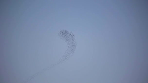 Starlings Murmuration Aiguamolls Emporda Nature Park Spain — Stock Video