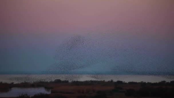 Mordet Starlings Aiguamolls Emporda Nature Park Spanien — Stockvideo