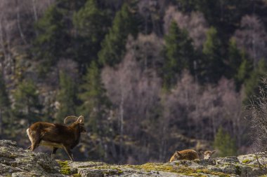 Mouflon ilkbaharda Capcir, Pyrenees, Fransa 'da