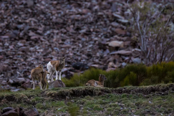 Mouflon Jaře Capcir Pyreneje Francie — Stock fotografie