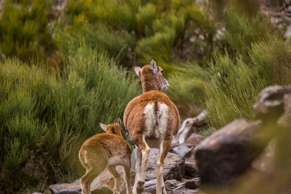 Mouflon ilkbaharda Capcir, Pyrenees, Fransa 'da