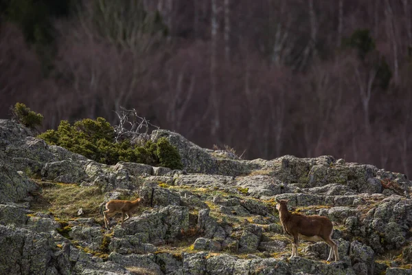 Mouflon Wiosną Capcir Pireneje Francja — Zdjęcie stockowe