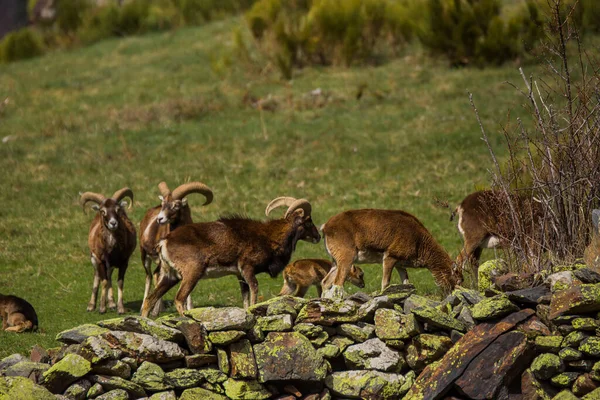 Mouflon Primavera Capcir Pirinéus Francia — Fotografia de Stock