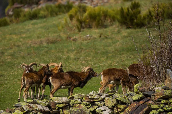 Mouflon Jaře Capcir Pyreneje Francie — Stock fotografie
