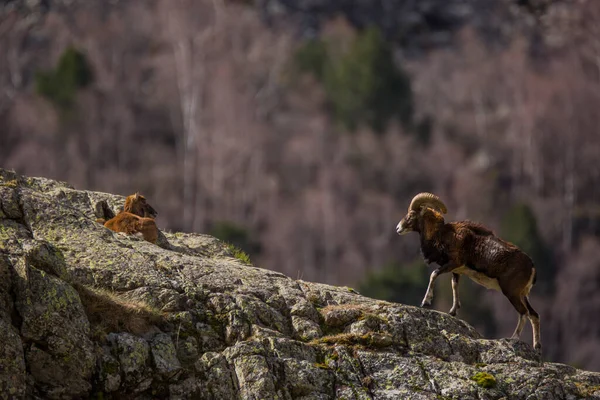 Mouflon Primavera Capcir Pirineos Francia —  Fotos de Stock
