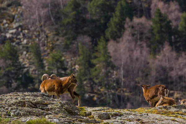 Mouflon Primavera Capcir Pirineos Francia —  Fotos de Stock