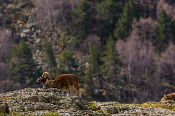 春季在法国比利牛斯Capcir的Mouflon — 图库照片