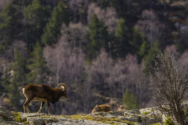 Mouflon Primavera Capcir Pirineos Francia —  Fotos de Stock