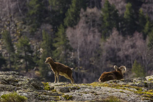 Mouflon Primavera Capcir Pirinéus Francia — Fotografia de Stock