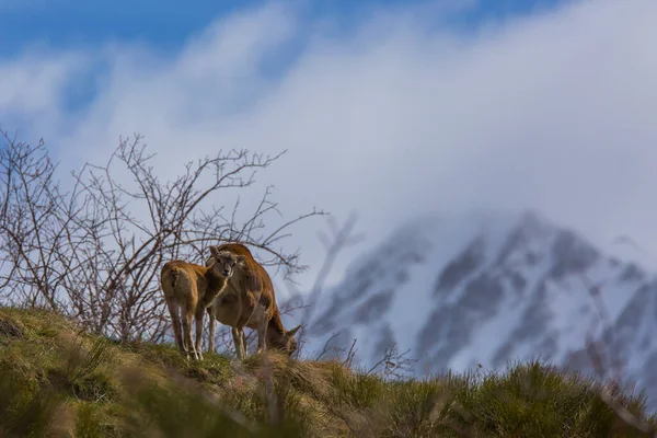 Mouflon Printemps Capcir Pyrénées France — Photo