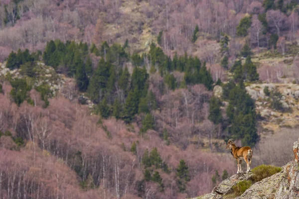 Mouflon ilkbaharda Capcir, Pyrenees, Fransa 'da