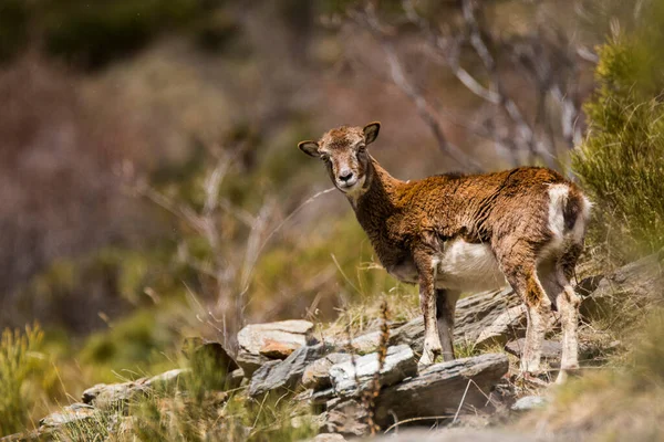 Mouflon Primavera Capcir Pirenei Francia — Foto Stock